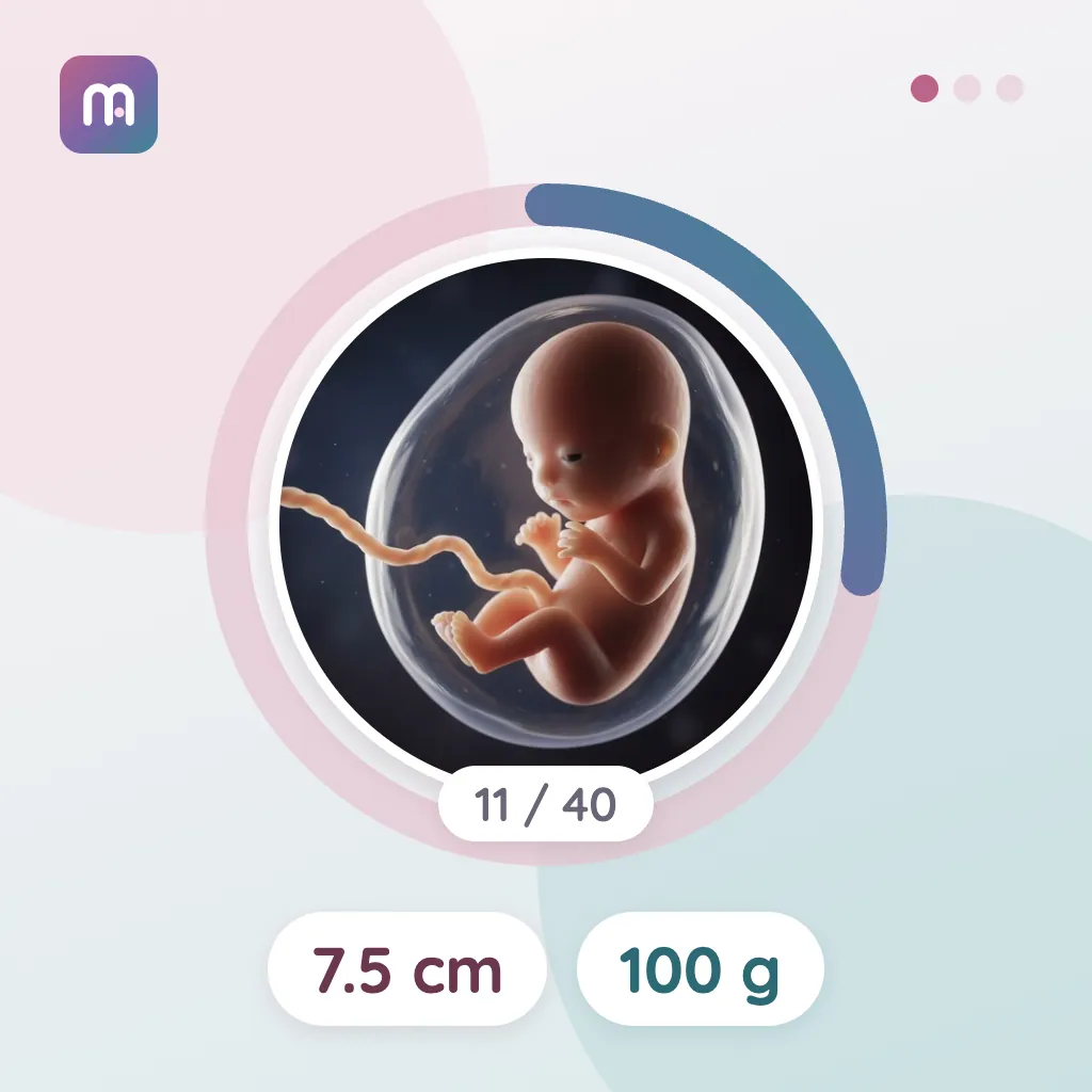 11. Woche: Bewegungen des Babys beginnen