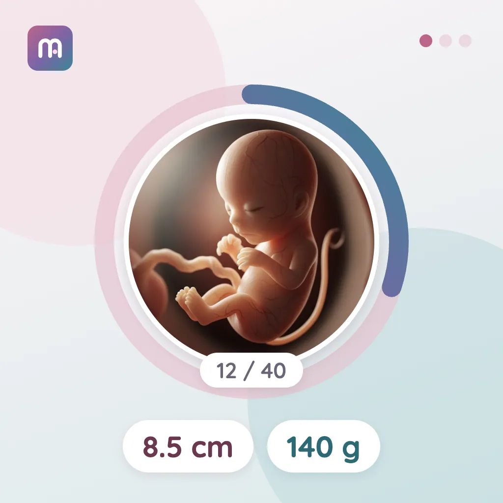 12. Hafta: Bebeğin cinsiyeti belirlenebilir