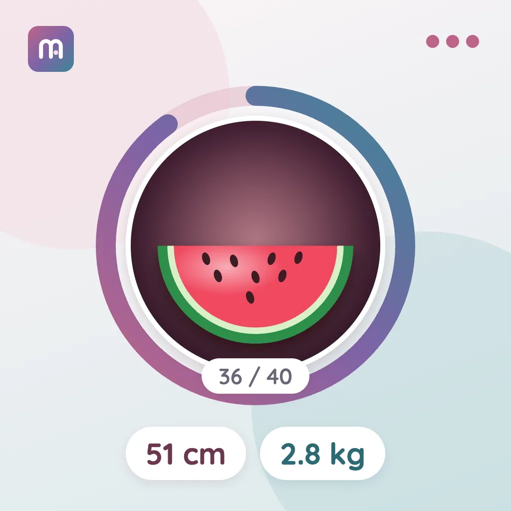 36. Hafta: Karpuz