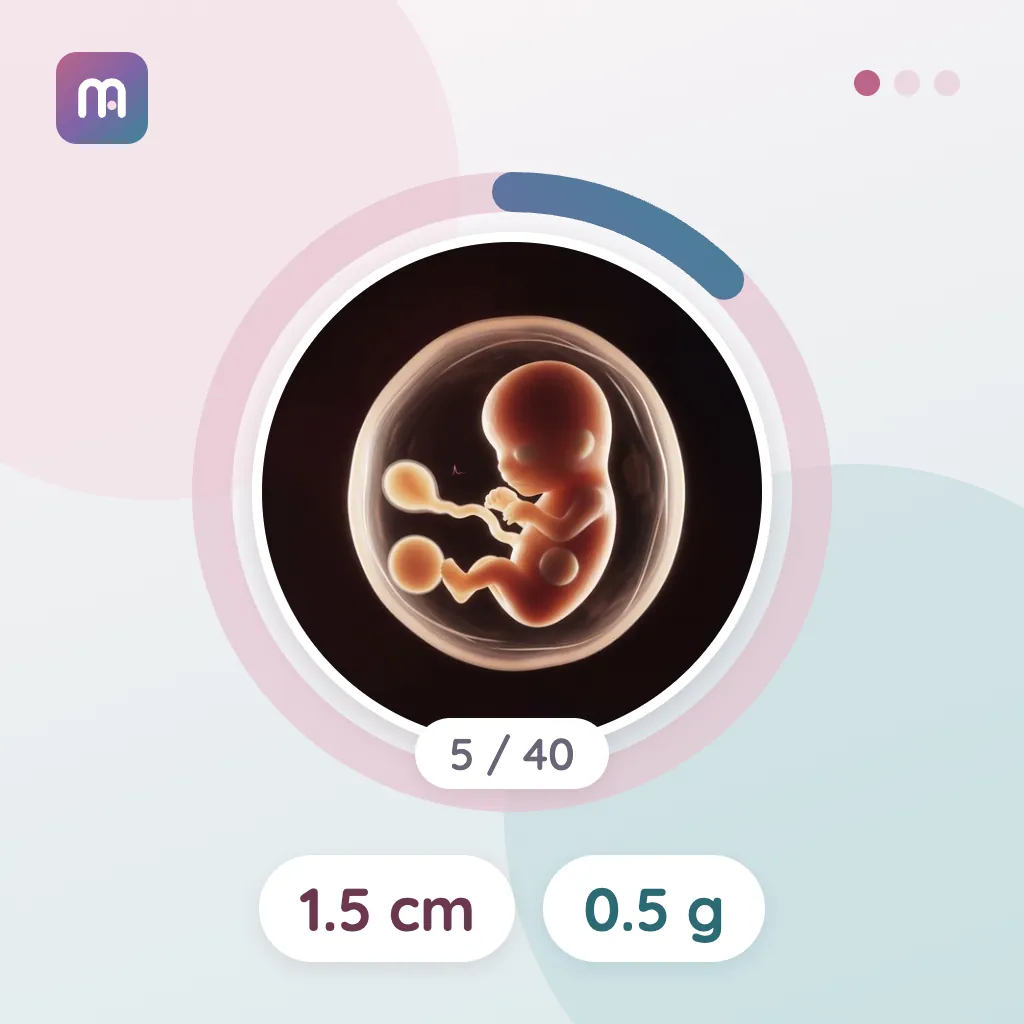 5. Semana: Comienzan los primeros síntomas