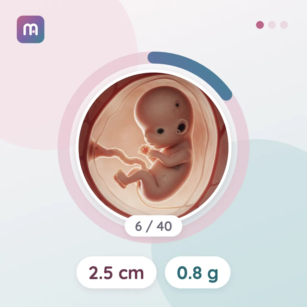 6. Hafta: Bebeğin kalbi atıyor