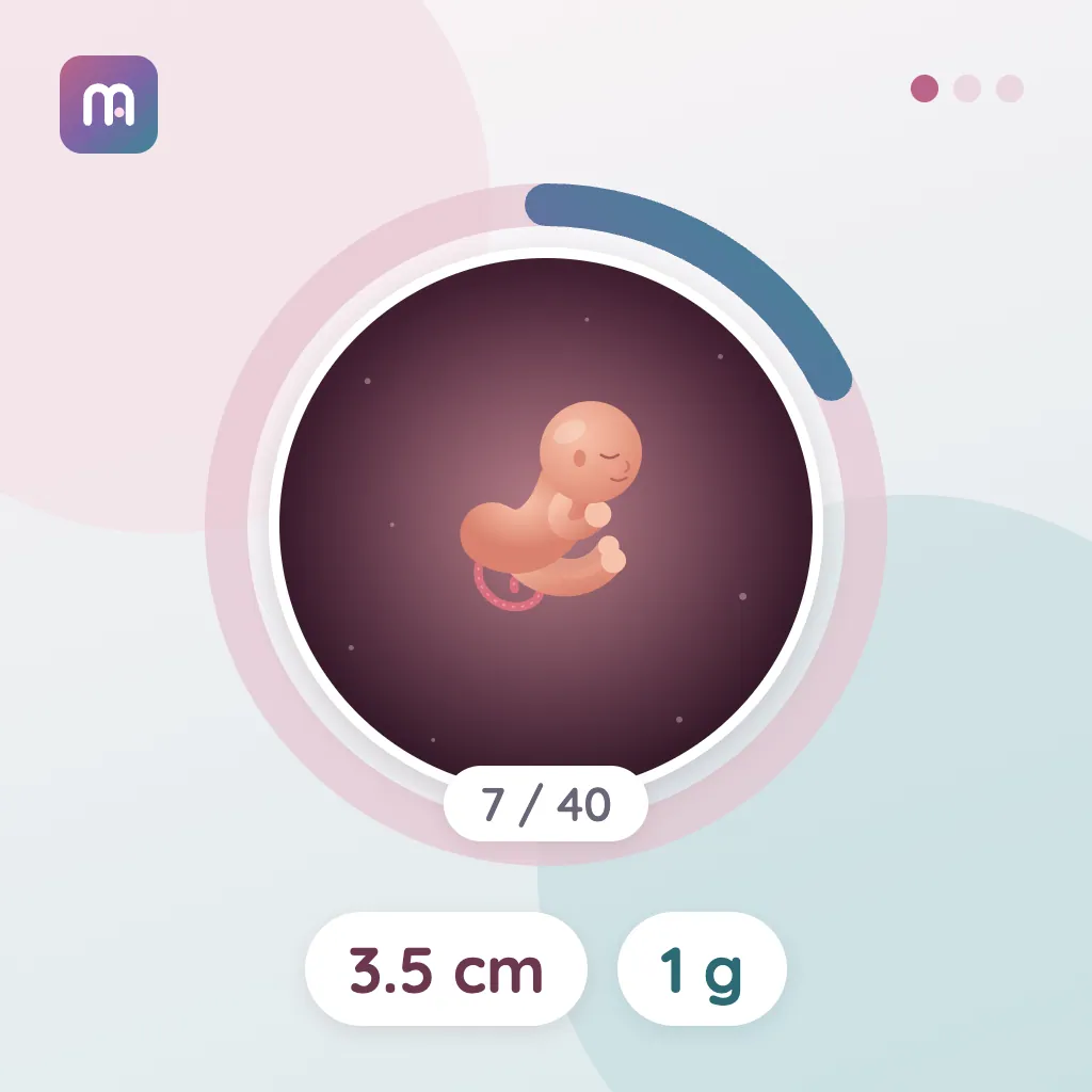 7. Semana: El desarrollo fetal se acelera