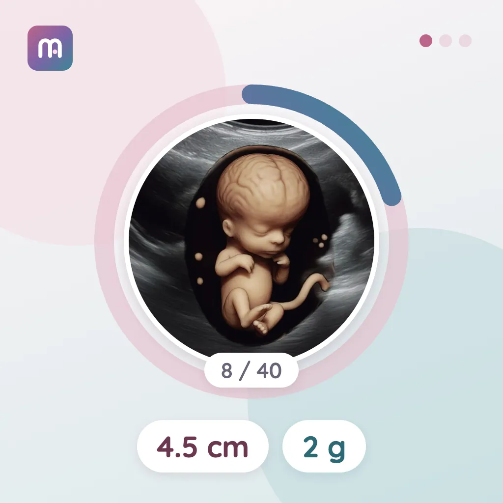 8. Hafta: Bebeğin organları gelişiyor